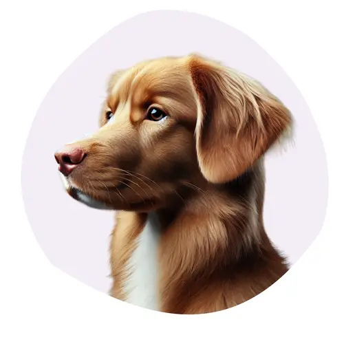 Retriever de la Nouvelle-Ecosse